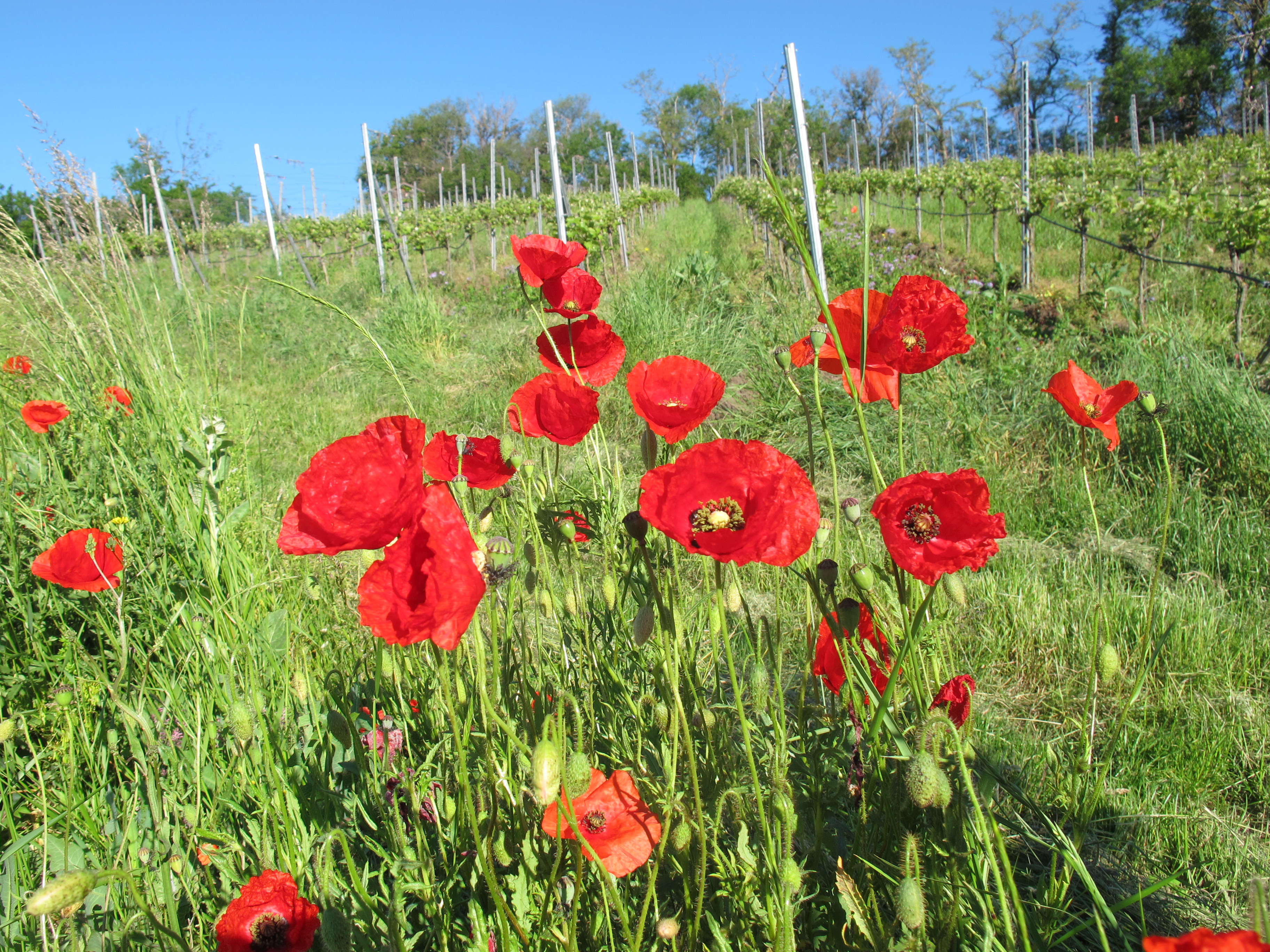 Mohn am Kirchberg